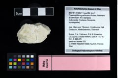 NHMW-GEO-2007z0149-0352_Ol_02.tifCracensigillatus gracilirostrus (Robins, Feldmann & Schweitzer, 2013)  (NHMW-GEO-2007z0149-0352)